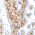 FFPE human plaenta sections stained with 100 ul anti-S100A4 (clone S100A4/1482) at 1:400. HIER epitope retrieval prior to staining was performed in 10mM Citrate, pH 6.0.